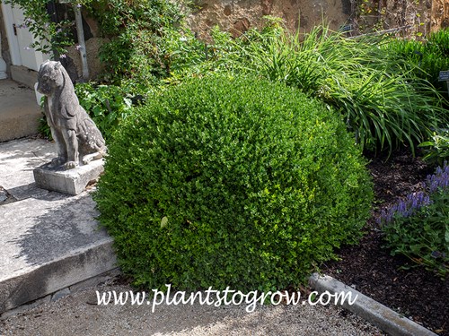 Korean Boxwood (Buxus microphylla var koreana)